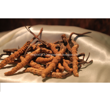 Cordyceps polysaccharide extrait poudre